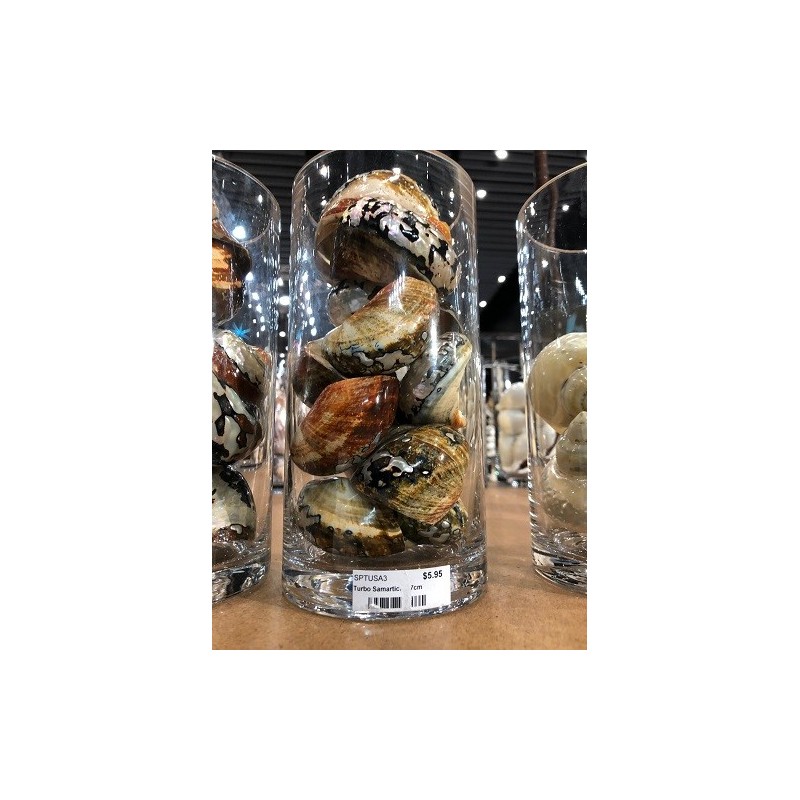 Turbo Samarticus Polished - 7cm