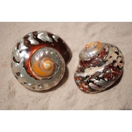 Turbo Samarticus Polished - 9cm
