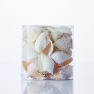 White/Pearl Cylinder of Shells