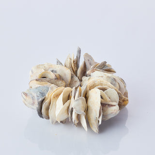 Oyster Napkin Ring 4 Pack