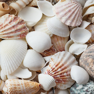 Assorted Shell Mix 1kg