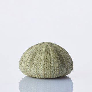 Urchin Green Approx 5cm