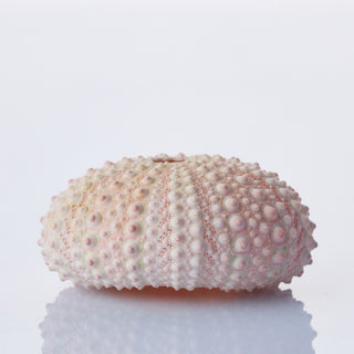 Urchin Pink Approx 4cm