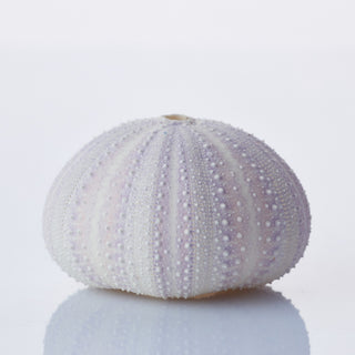 Urchin Purple Approx 5cm