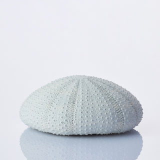 Urchin White Painted Approx 8cm