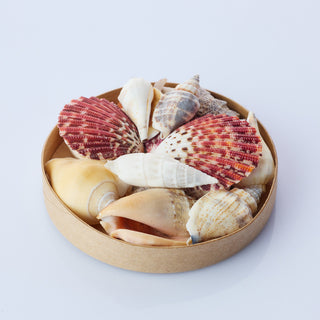 Small Assorted Shell Pack