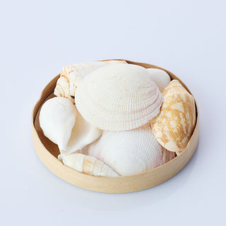 Small All White Shell Pack