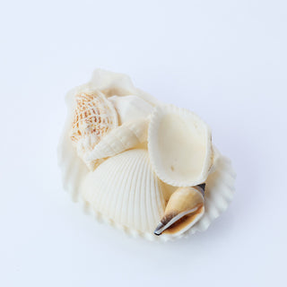 All White Shells in Scallop