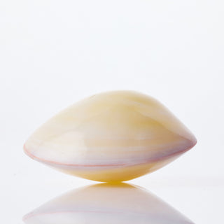 Polished Tigerine Approx 10cm
