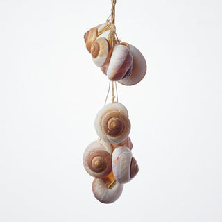 Lamarkiana Shell Hanging