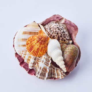 Fruit of the Sea Pack