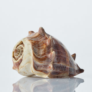 Melongena Shell Approx 10cm