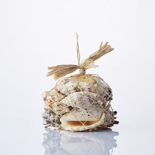 Shells in Abaca Medium