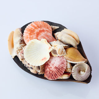 Shells in Black Lip Approx 10 x 14 cm