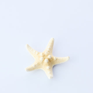 Philippine Starfish Approx 5cm