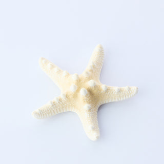 Philippine Starfish Approx 8cm