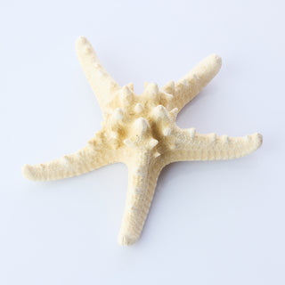 Philippine Starfish Approx 15cm
