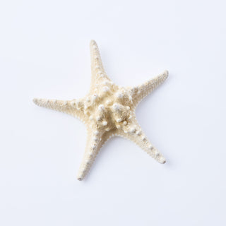 Philippine Starfish Approx 20cm