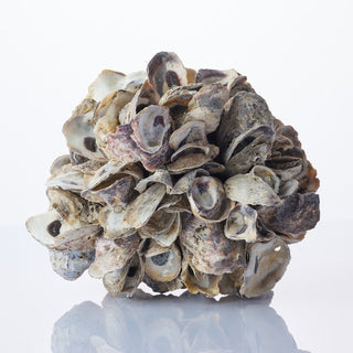 Large Oyster Ball