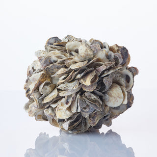Small Oyster Ball