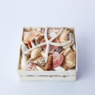 Large White Shell Box