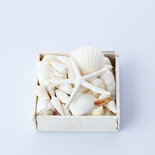 Small White Shell Box