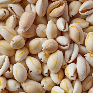 Annulus Shells Per Kilo