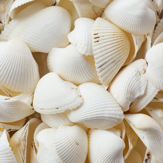 Arca Shells Per Kilo