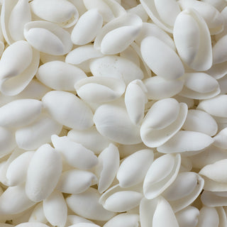 Bubbles Shells Per Kilo