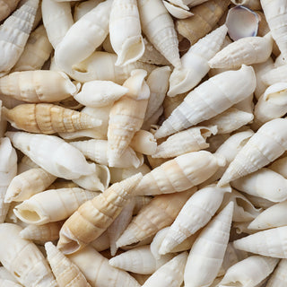 Vertagus Shells Per Kilo