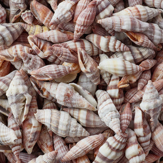 Mitra Sanguisuga Per Kilo