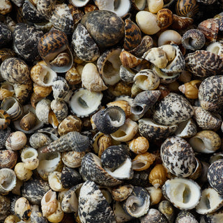 Nerita Polita Per Kilo