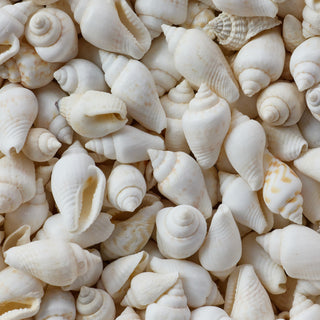 Nassa White Per Kilo