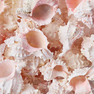 Pink Murex Per Kilo