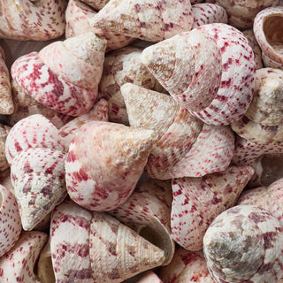Red Trocha Per Kilo