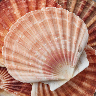 Scallop Flat Per Kilo