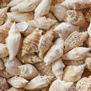 Strombus Shells Per Kilo