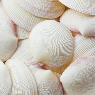 Tiger Clams Per Kilo