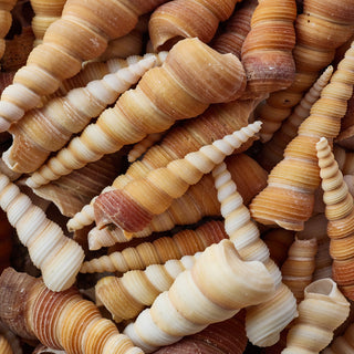 Turitella Shells Per Kilo