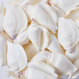White Canarium Per Kilo