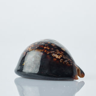 Cyprea Argus Approx 8cm