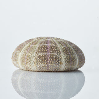 Alfonso Urchin Approx 10cm