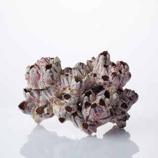 Barnacle -23 to 25cm (9" to 10")