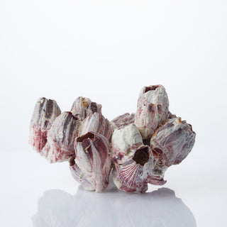 Barnacle - 25cm plus (10" plus)