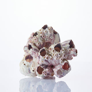 Barnacle Approx 15cm