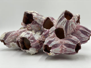 Barnacle Approx 20cm