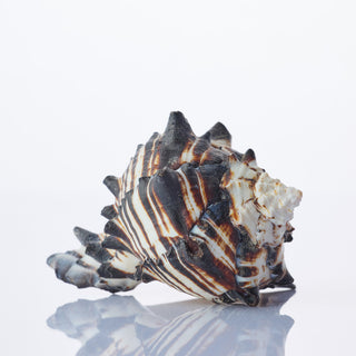 Black Murex Approx 10cm