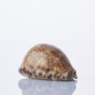 Arabian Cowrie Approx 5cm