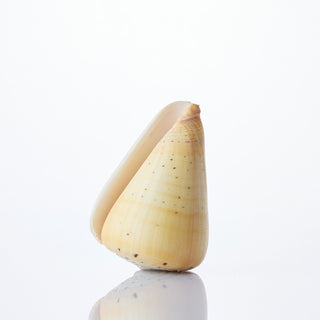 Conus Betulinus Approx 7cm