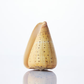 Conus Betulinus Approx 9cm